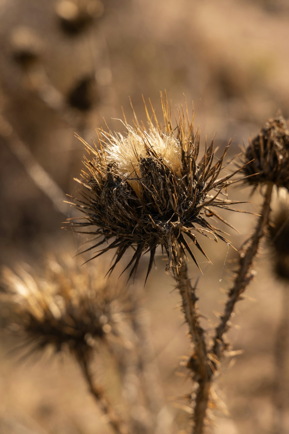 a close up of a plant in a field