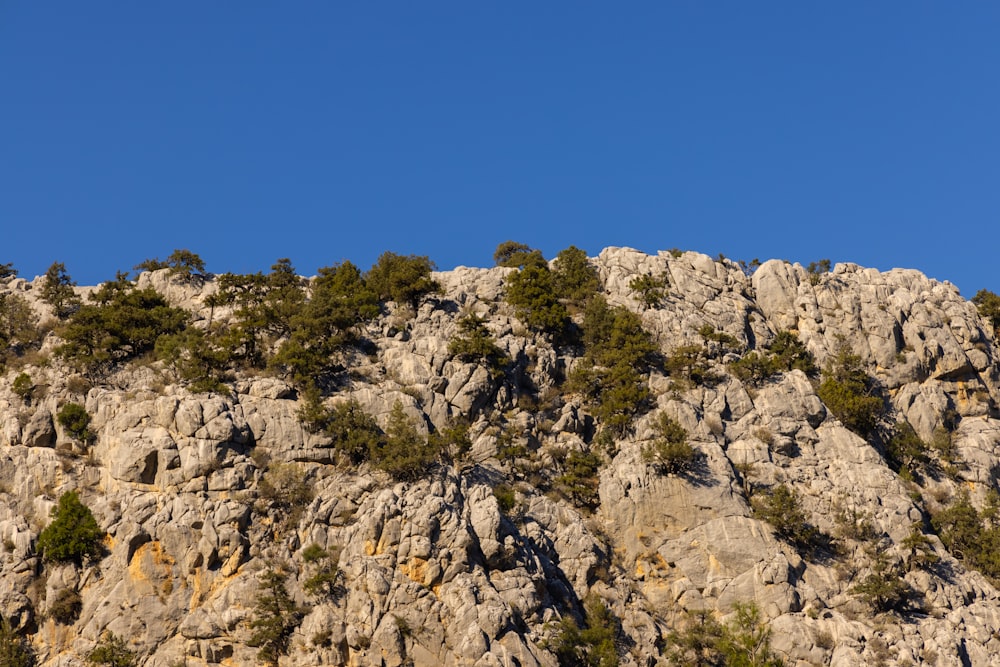 a mountain side with trees growing on it