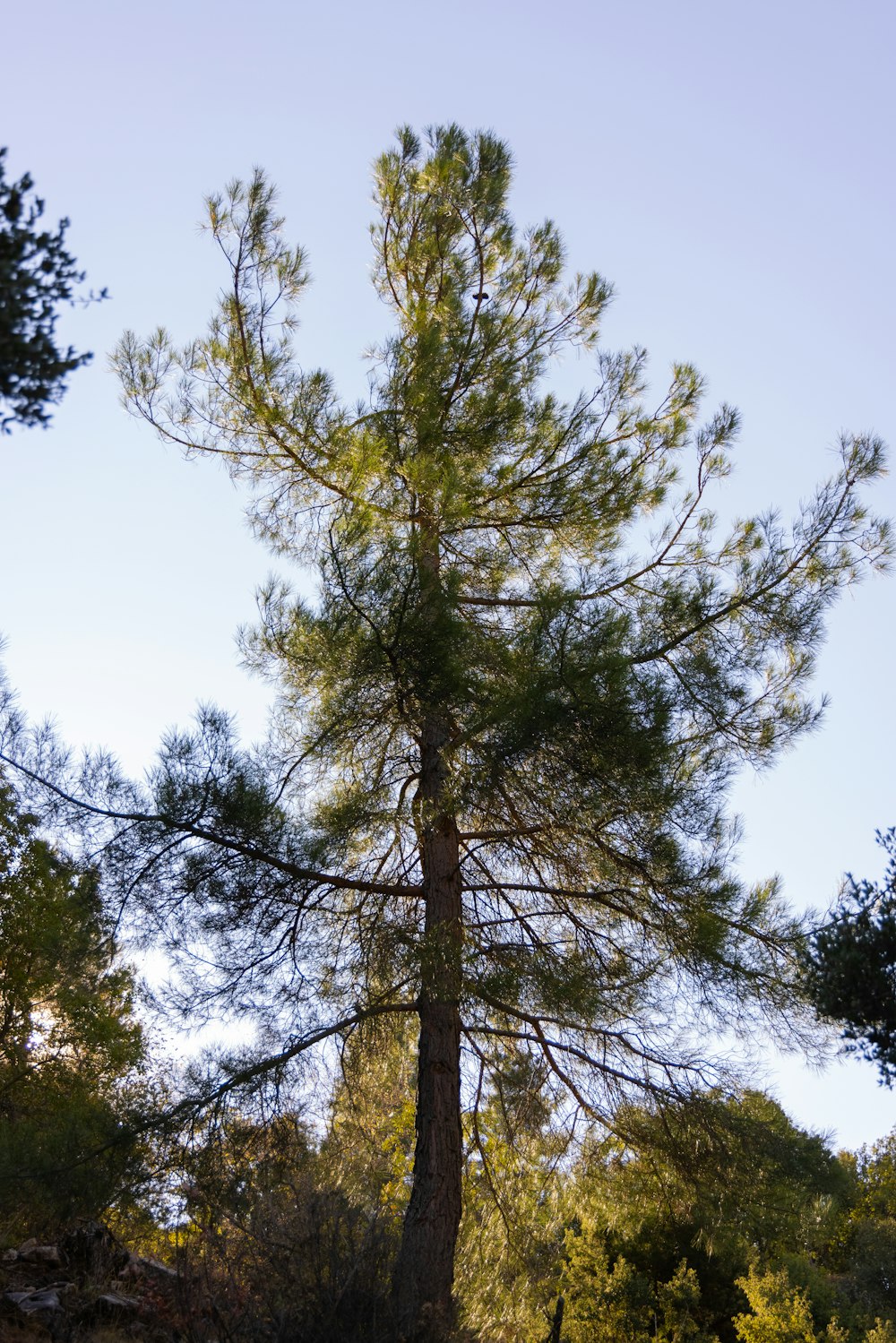 a tall pine tree in the middle of a forest