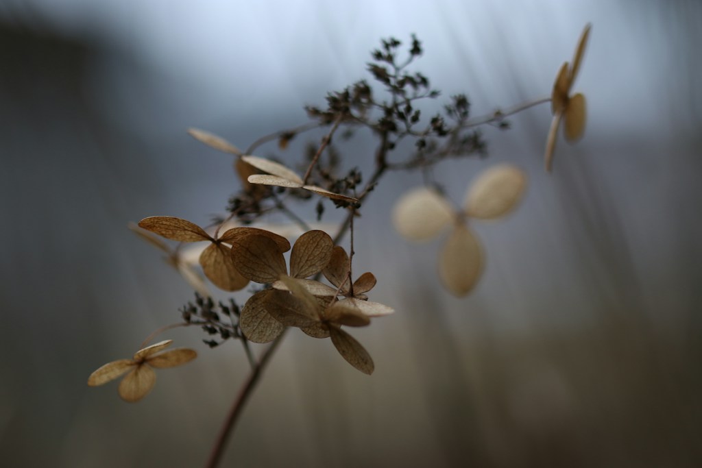 Flores en Cera