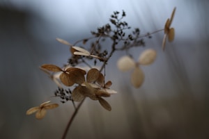 Flores en Cera