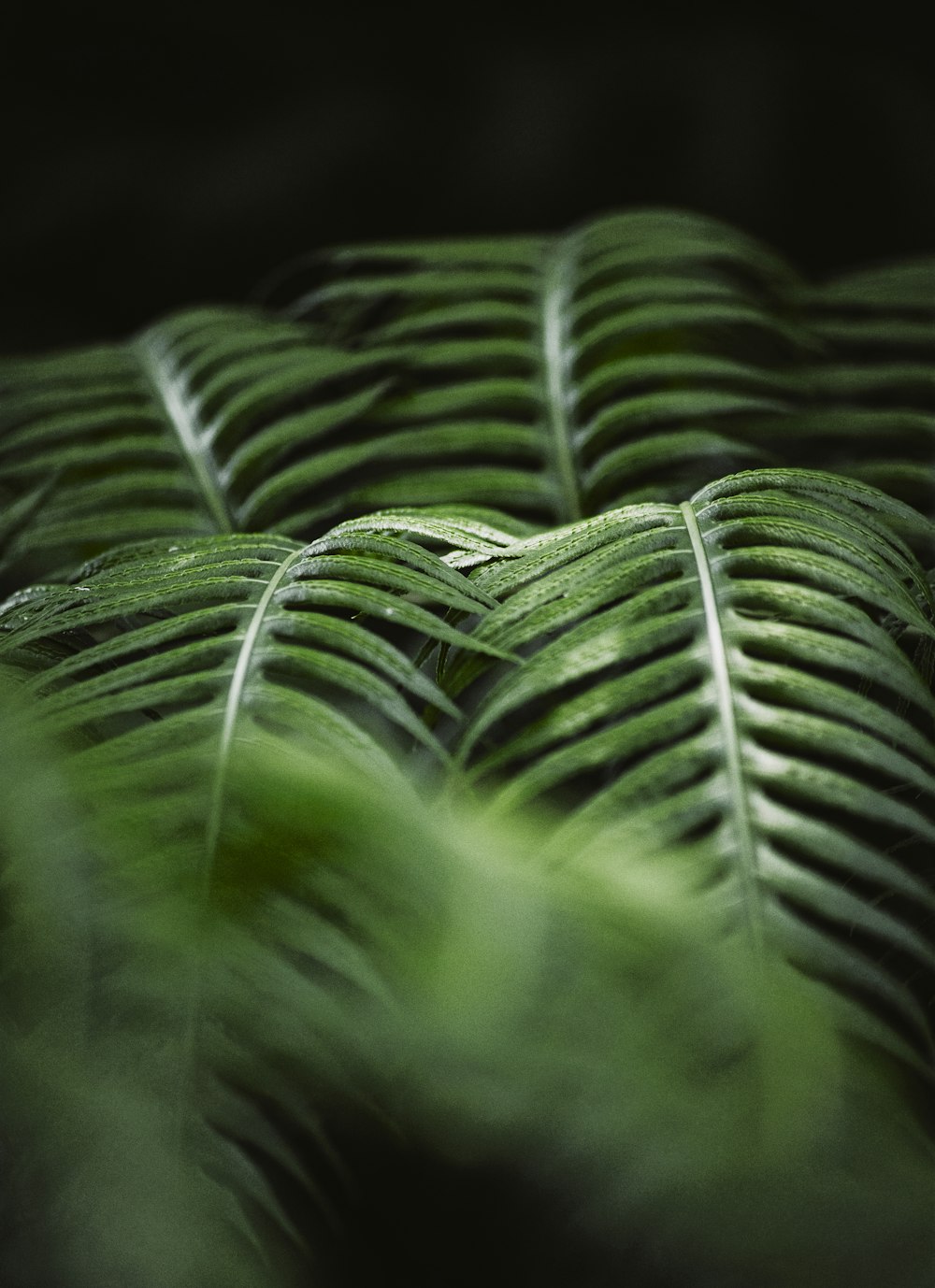 a close up of a green leaf with a blurry background