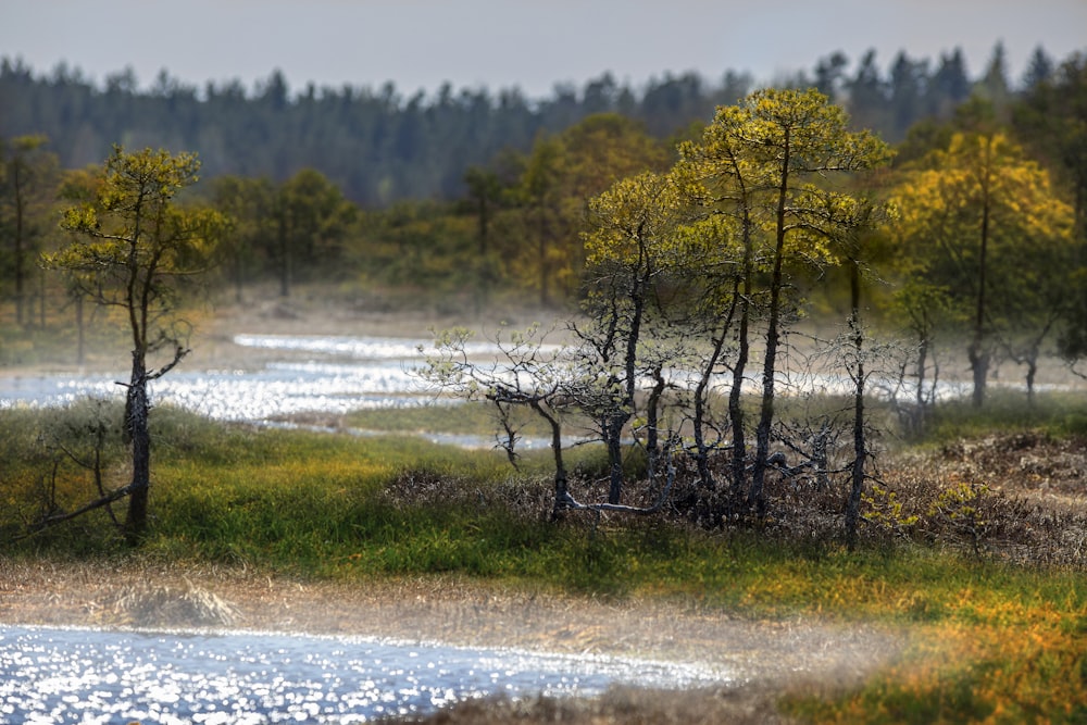 a swampy area with trees and a body of water