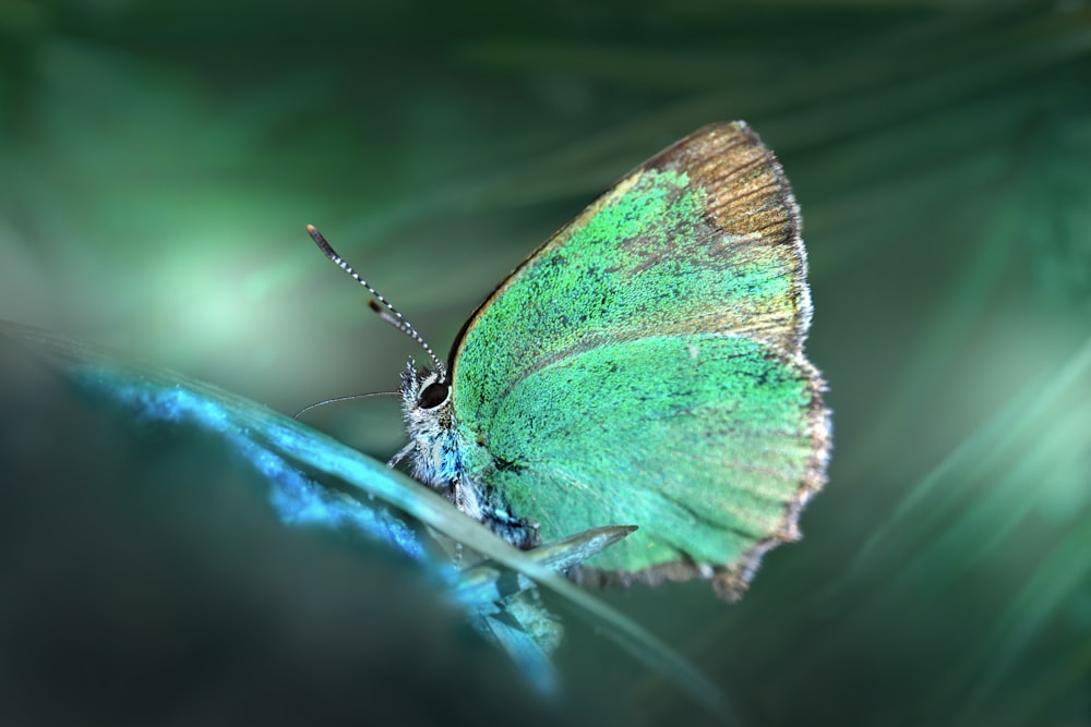 Green Butterfly Pictures | Download Free Images on Unsplash