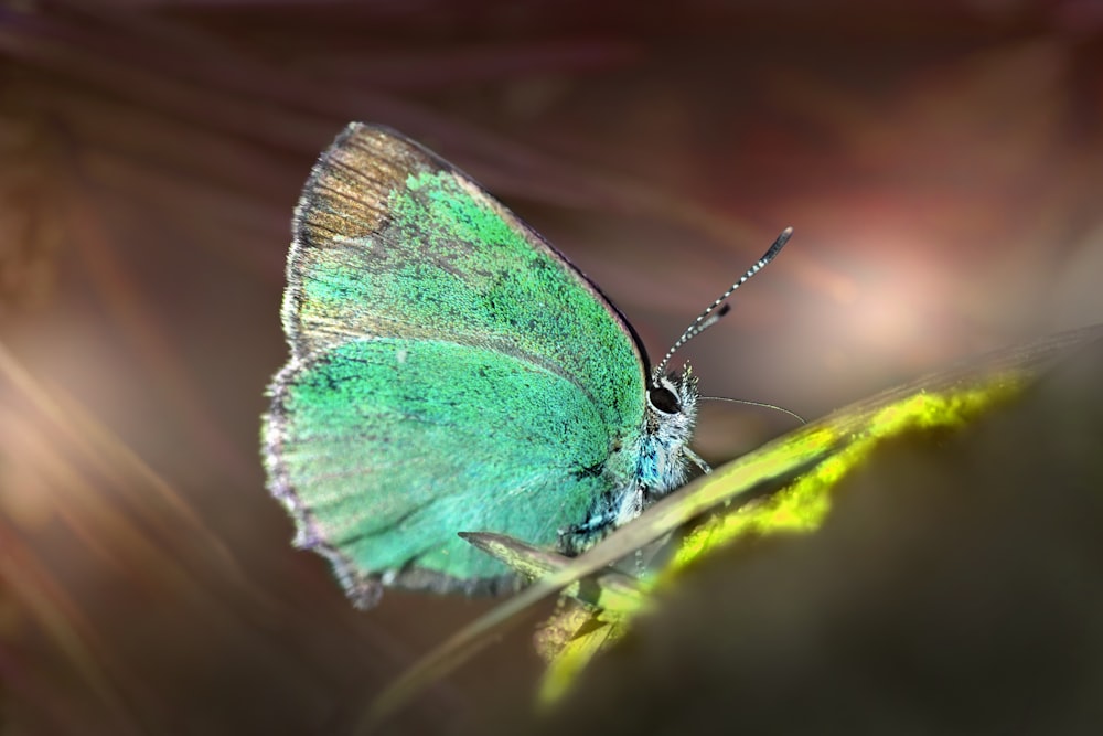 a green butterfly sitting on top of a leaf