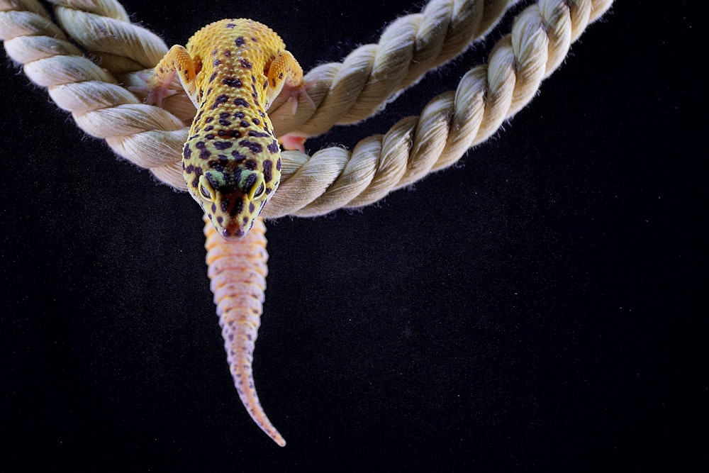 a close up of a sea horse on a rope