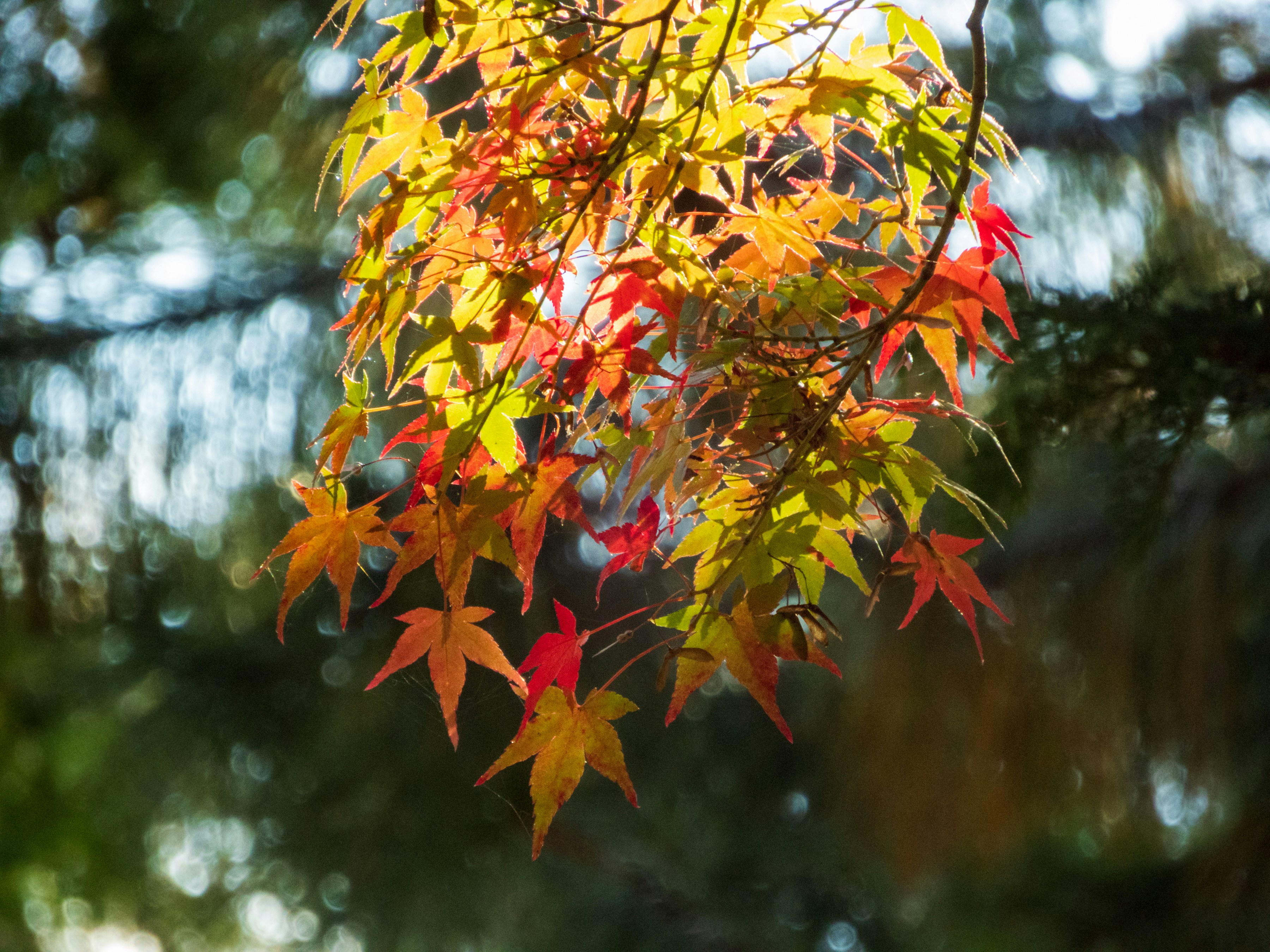 Photo by heppoko_yama