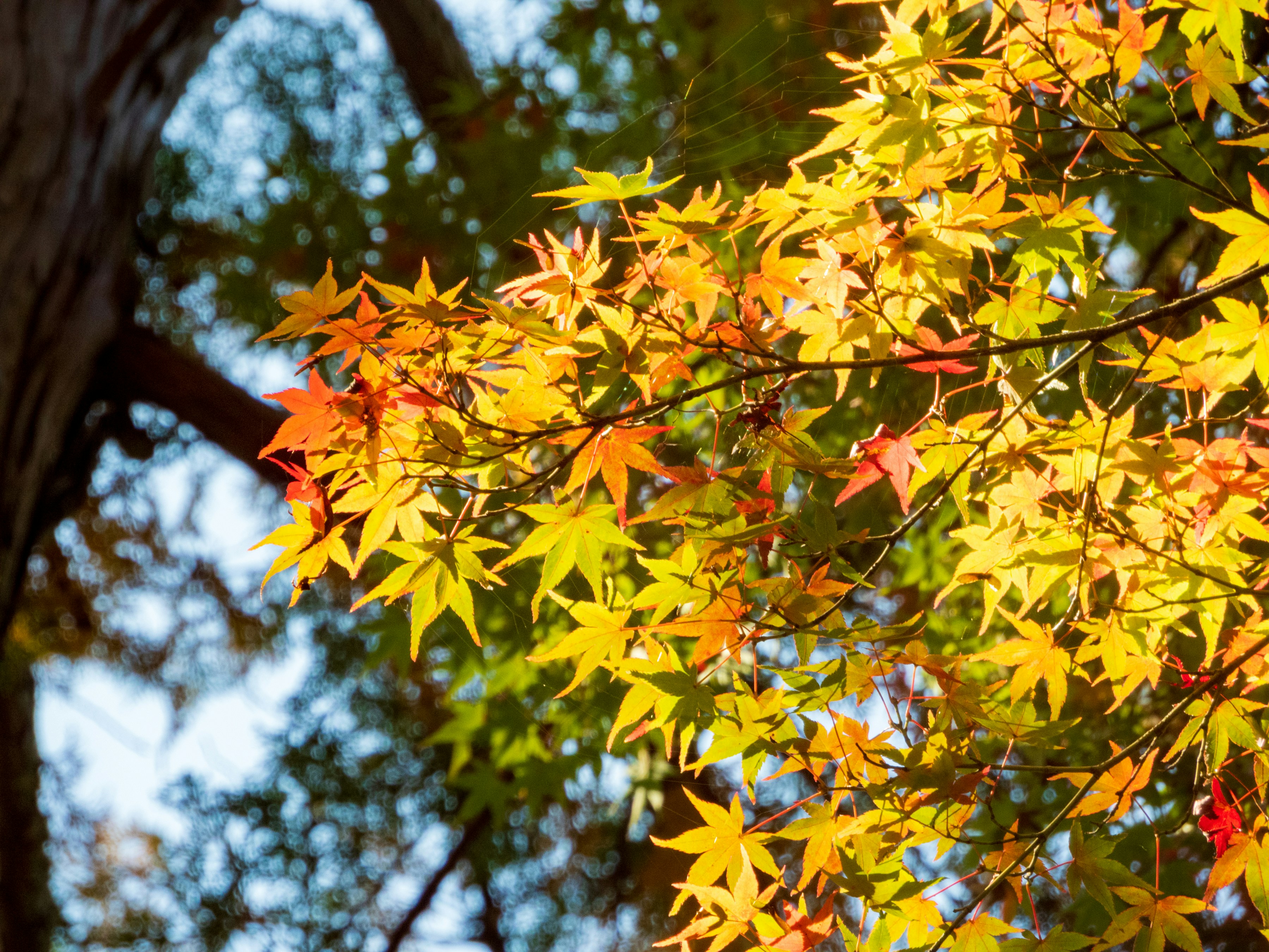 Photo by heppoko_yama