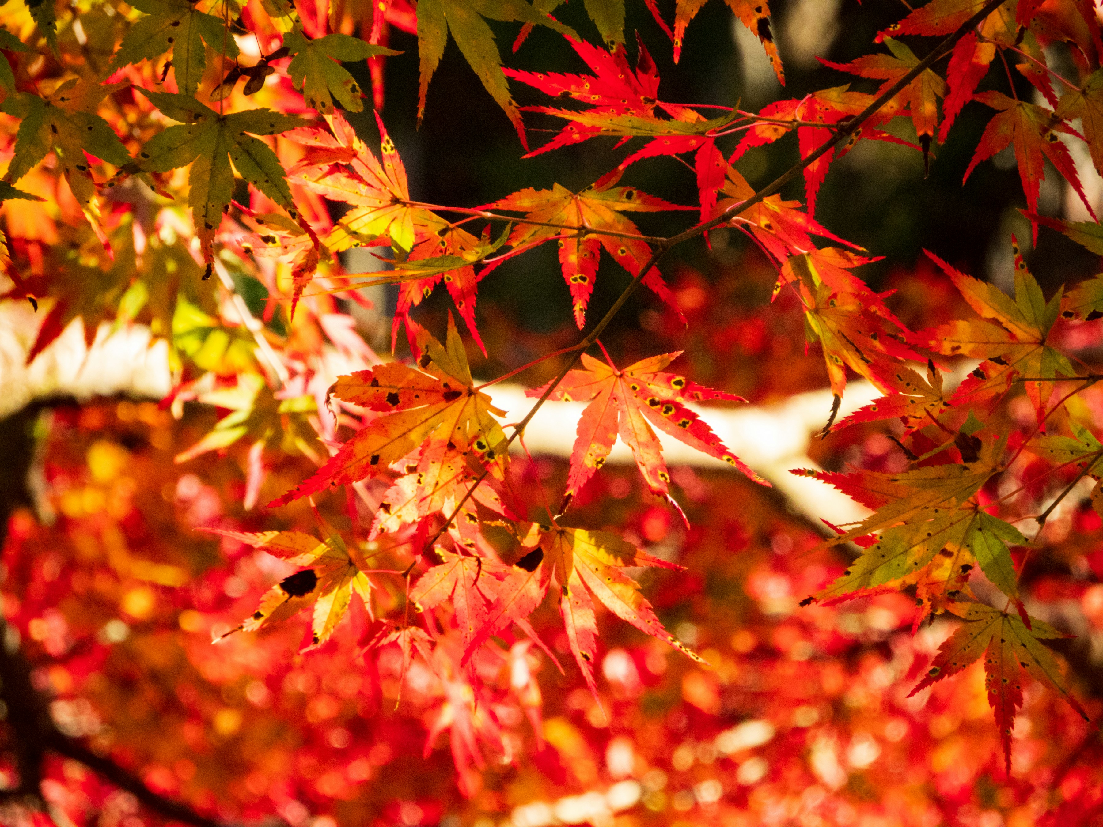 Photo by heppoko_yama