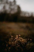 Close-up of wildflowers and natural earth tones blending with the glamping environment.