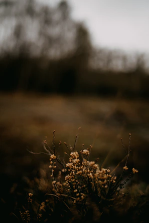 Close-up of wildflowers and natural earth tones blending with the glamping environment.