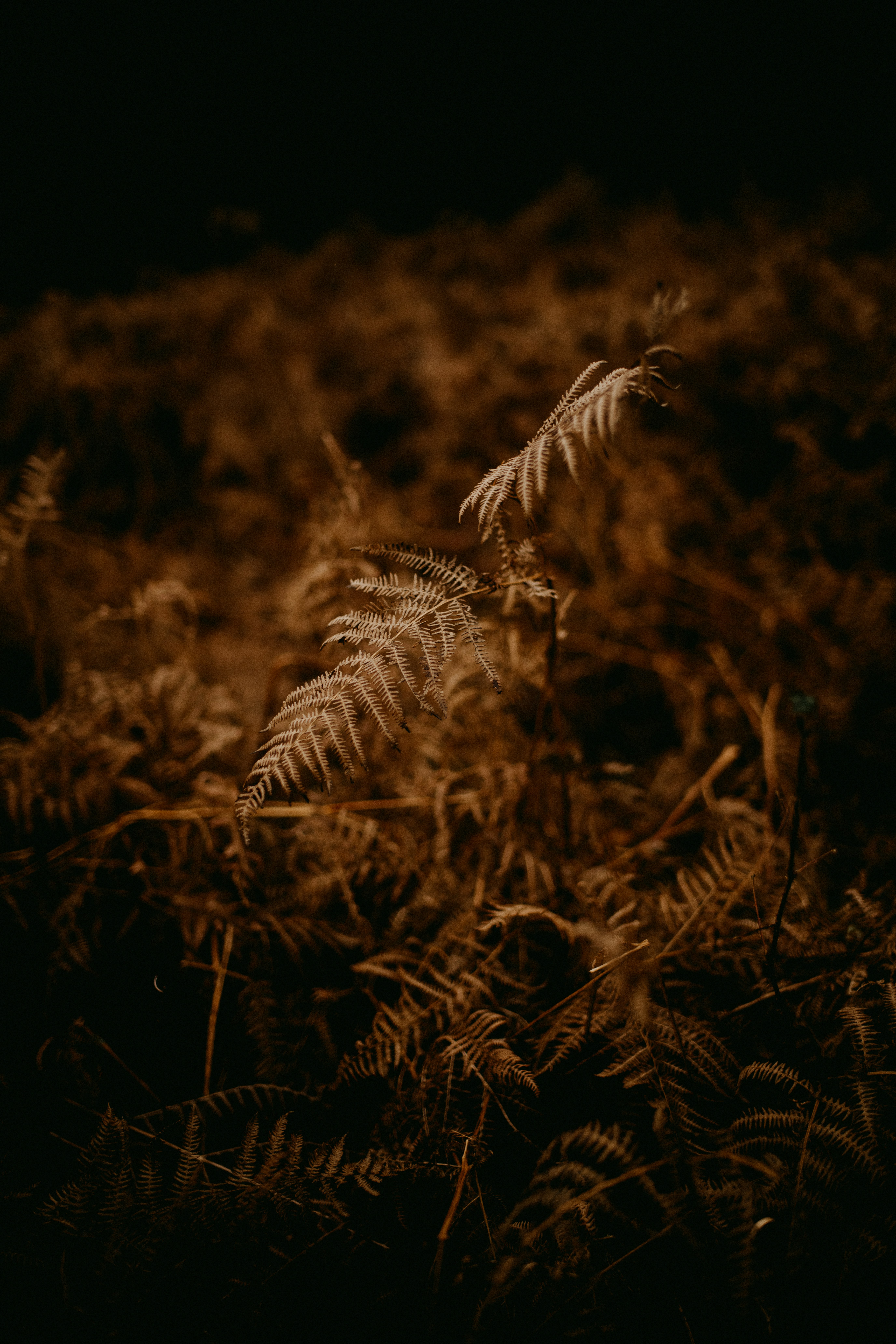 Photo by anniespratt