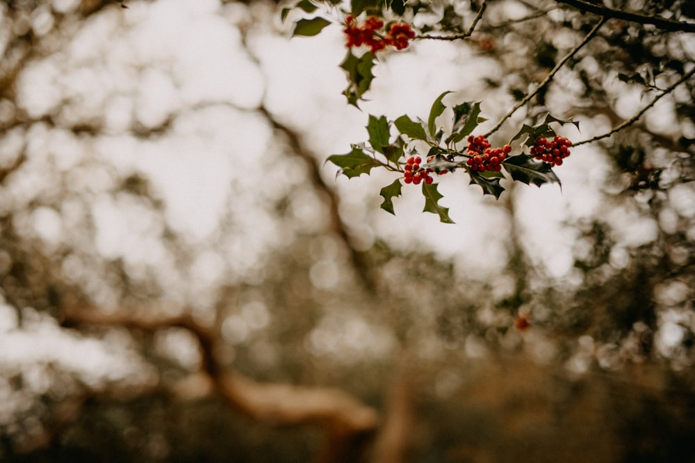 a branch of a tree with red berries on it