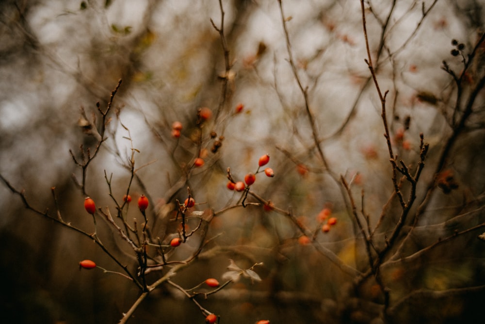 a small tree with red berries on it