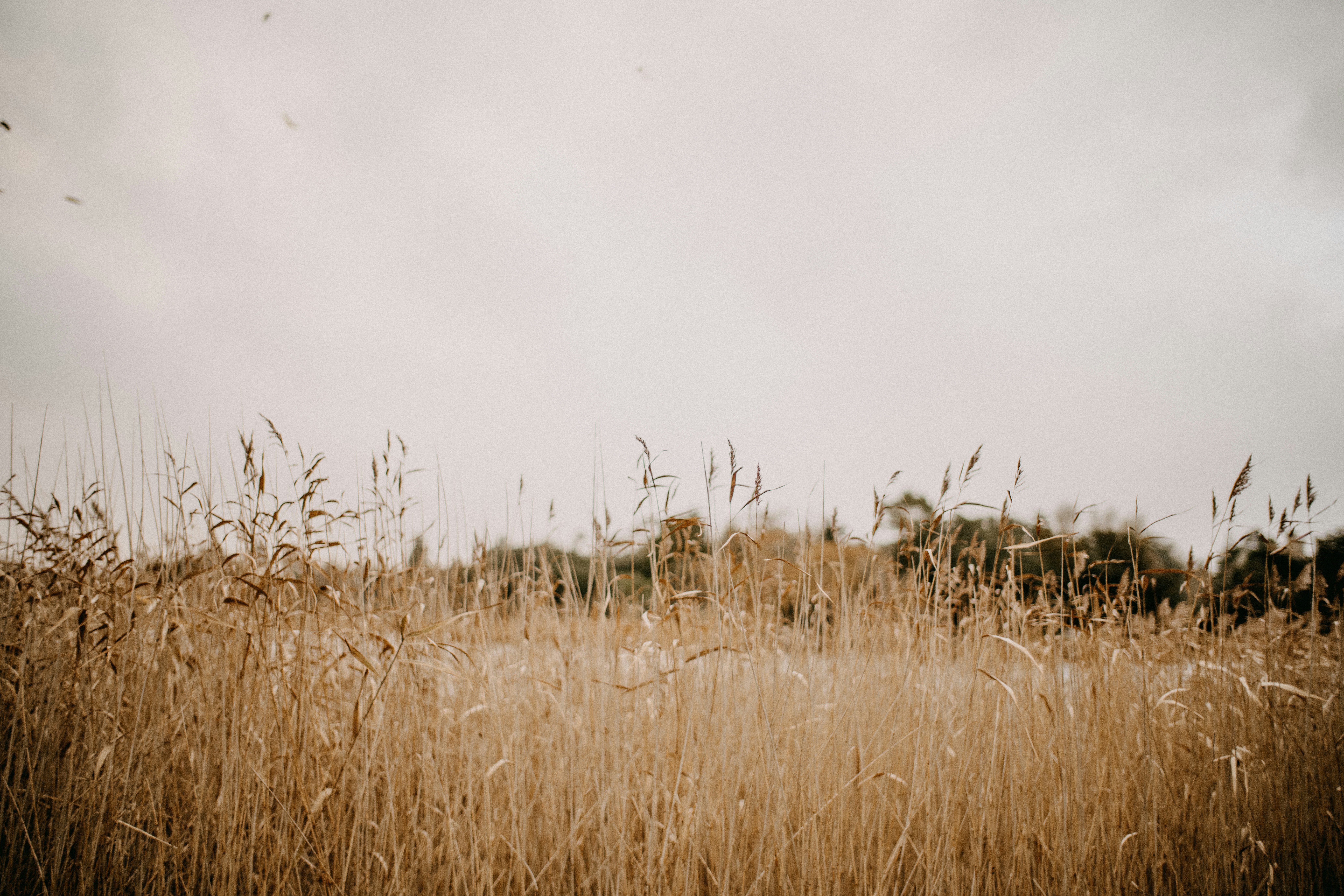 Photo by anniespratt