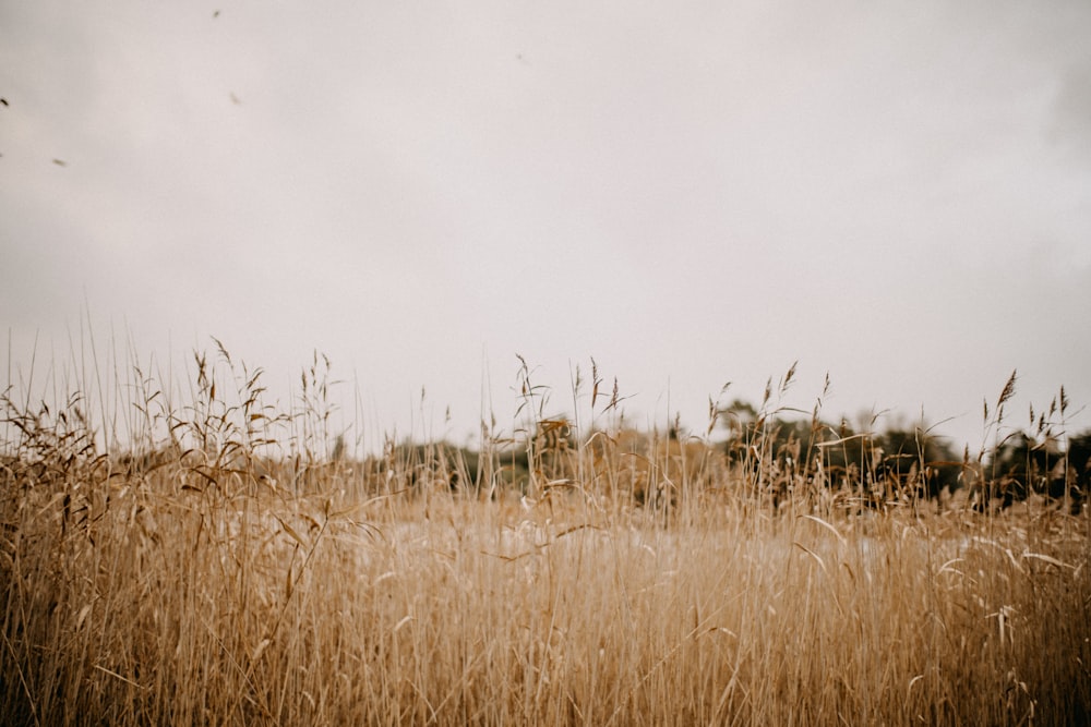 a field of tall brown grass under a cloudy sky