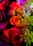 A vibrant and colorful floral arrangement featuring red and orange roses complemented by pink and white flowers with green leaves. The image is rich in color and detail, showcasing different flower types and foliage against a dark background.