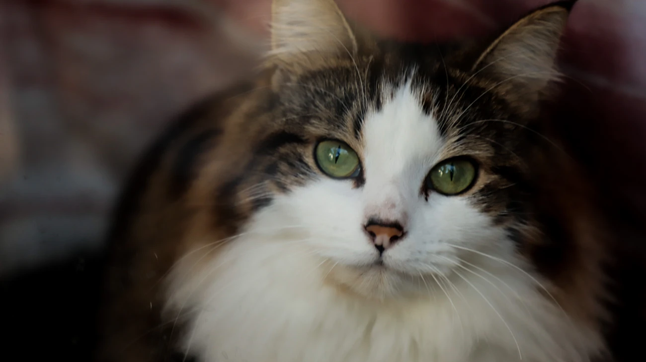 マンションの室内でくつろぐ猫
