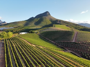 a large field with a mountain in the background