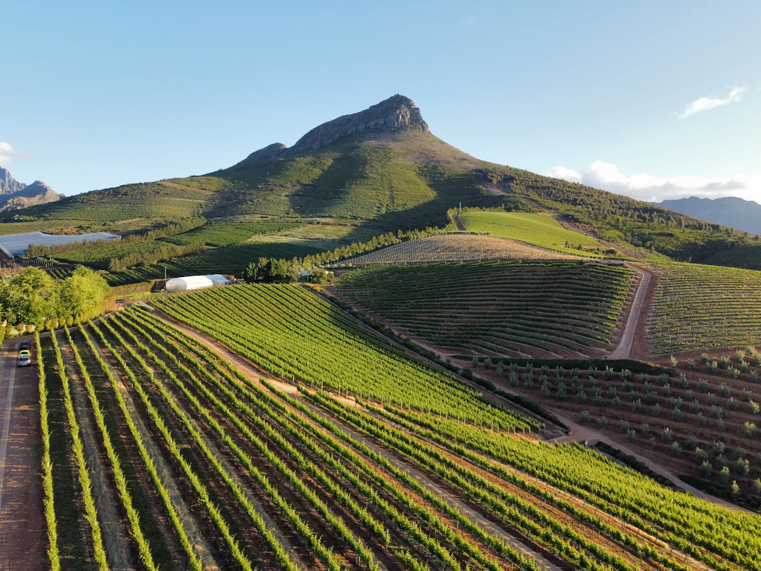 Rows of vines running toward the mountains in the Cape Winelands near Stellenbosch, South Africa