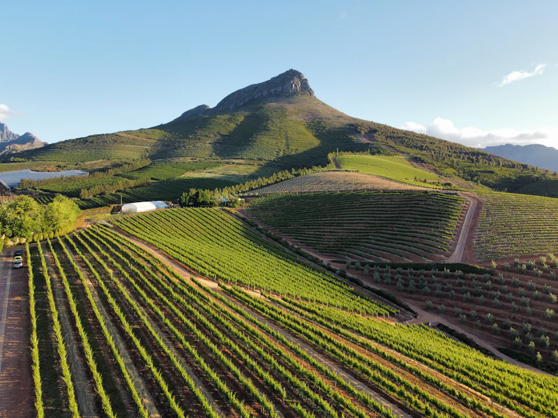 Top Fine Dining Restaurants in Stellenbosch for a Truly Special Meal