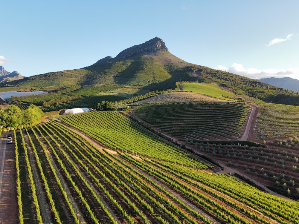 a large field with a mountain in the background