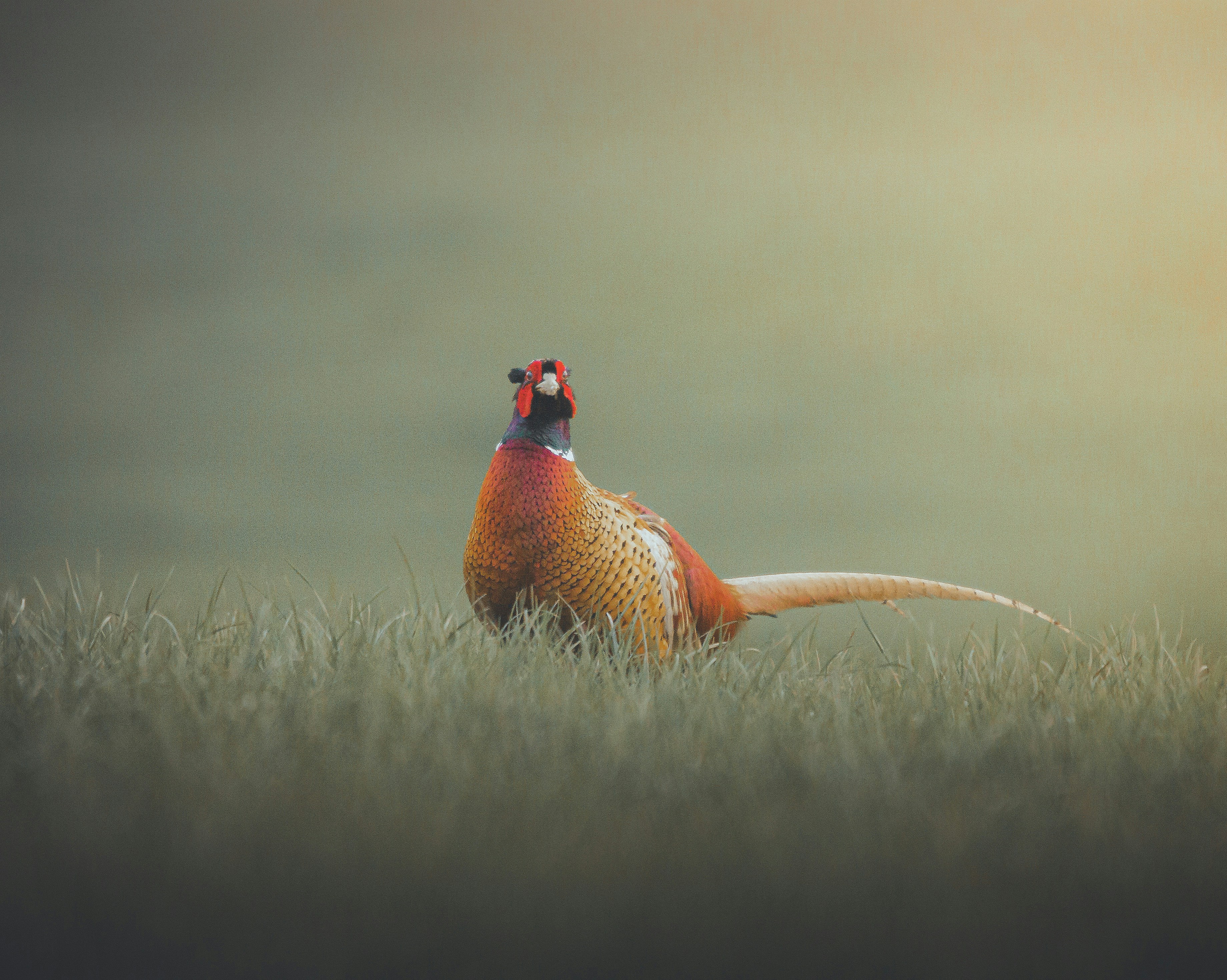 Un pájaro volando en el cielo