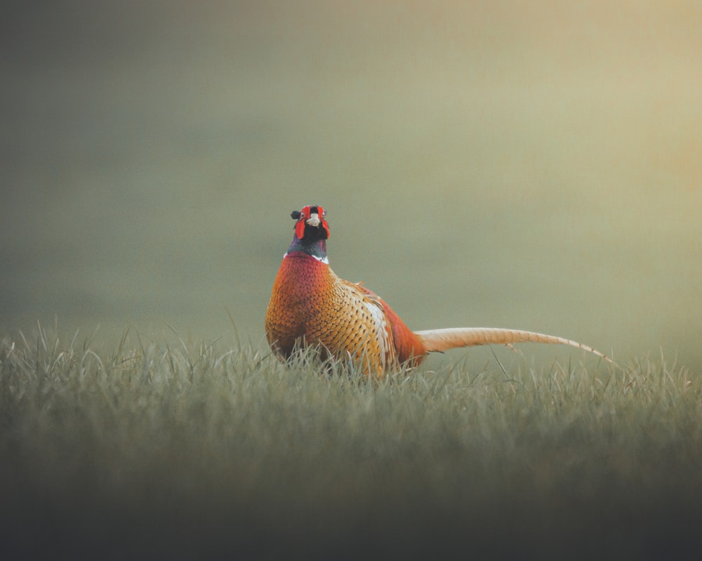 Un pájaro volando en el cielo