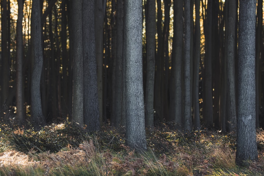 a group of trees that are standing in the grass