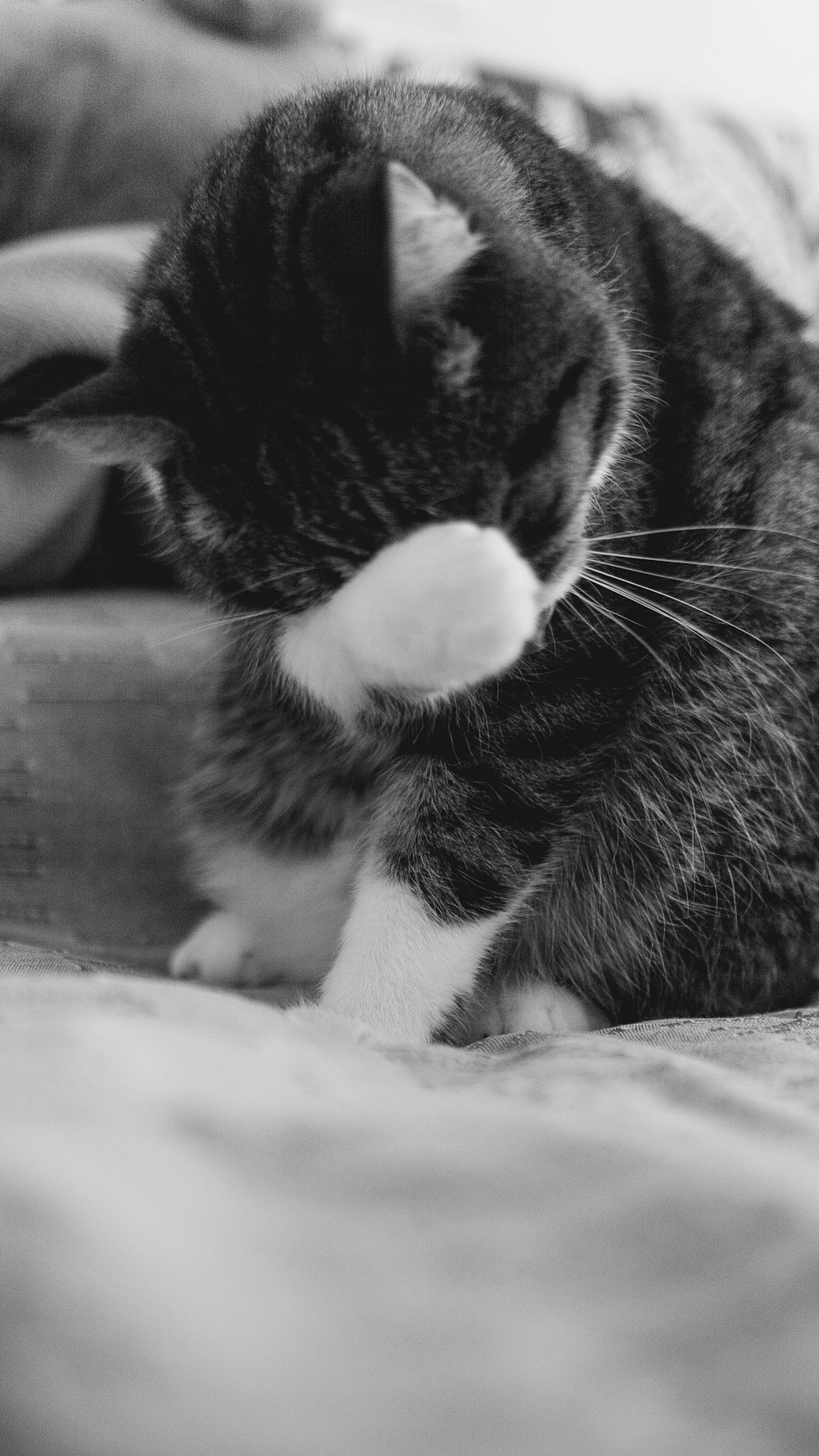 a black and white photo of a cat laying on a bed