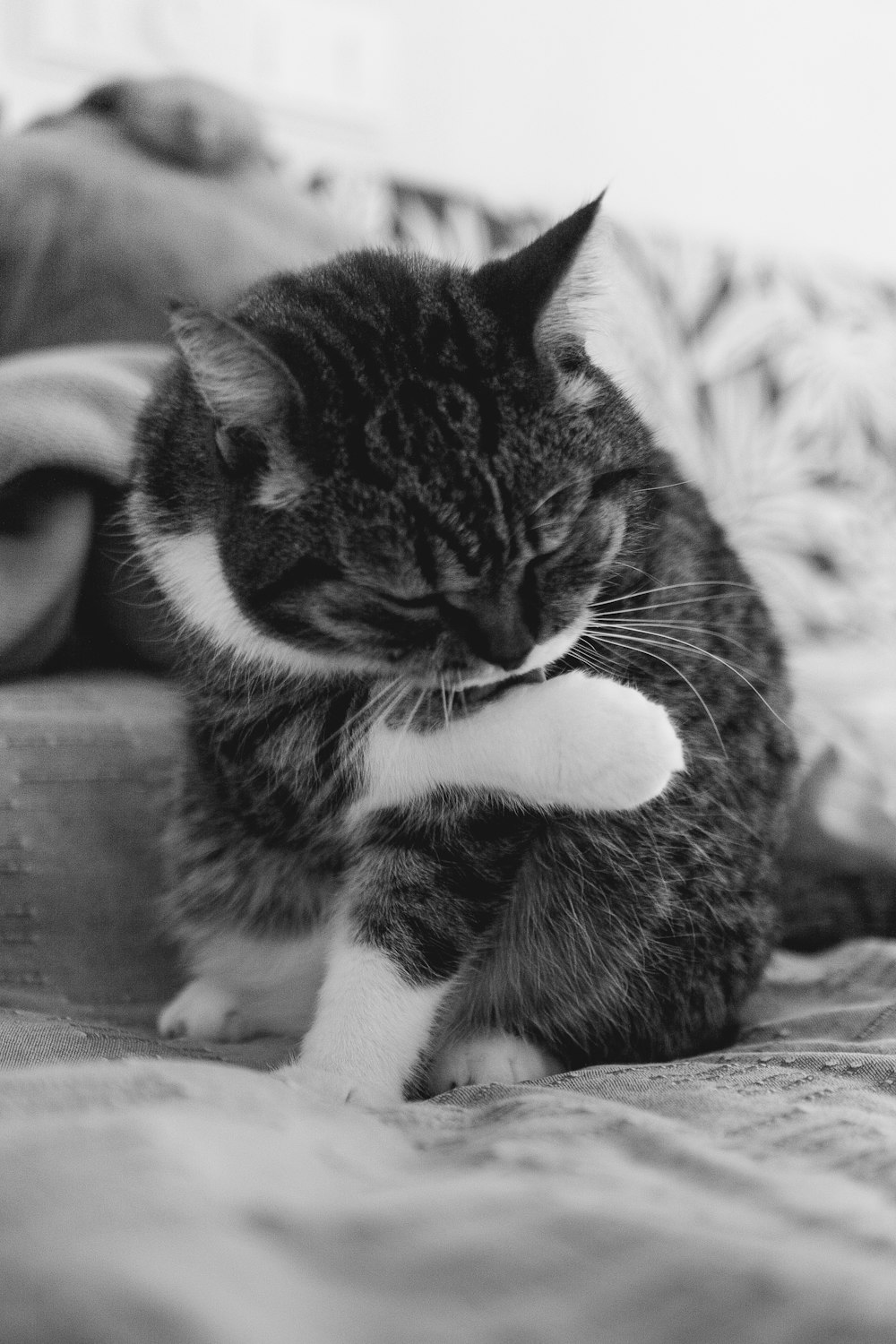a black and white photo of a cat sitting on a bed