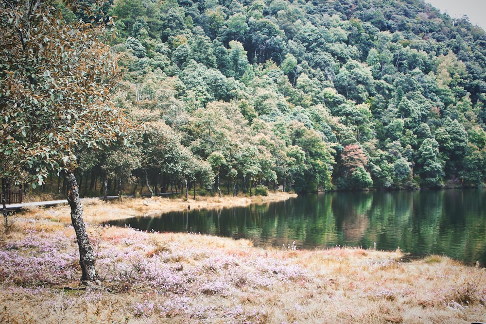 a body of water surrounded by trees and grass
