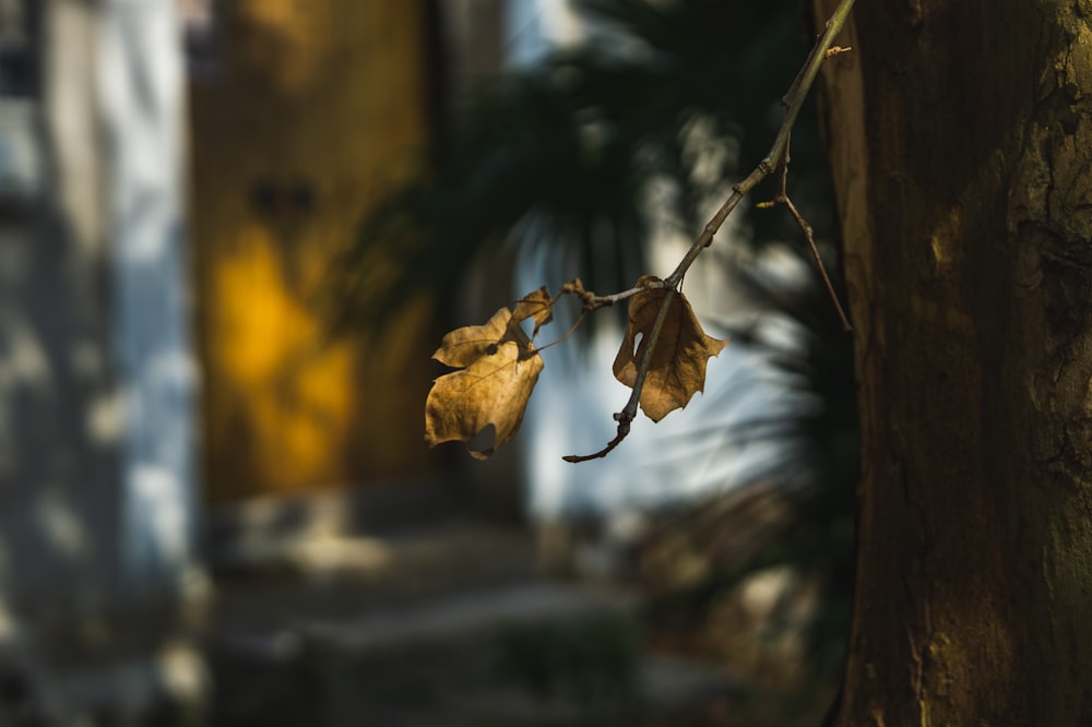 a leaf is hanging from a tree outside