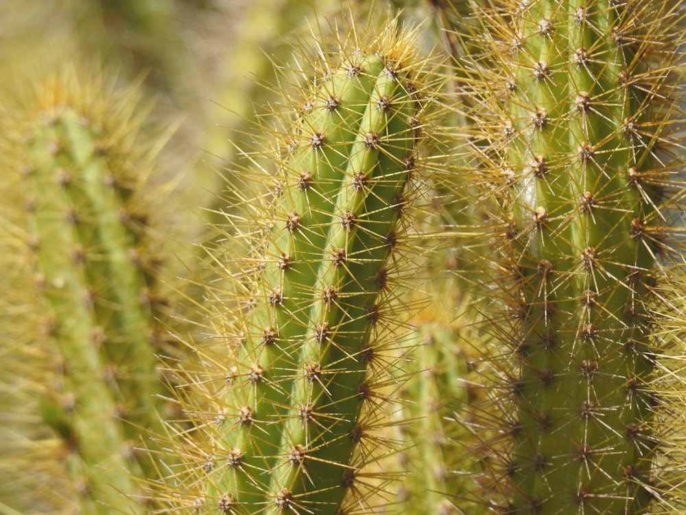 a close up of a green cactus plant