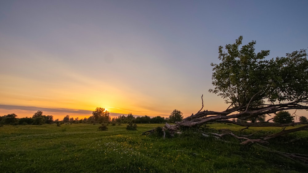 a tree that is sitting in the grass