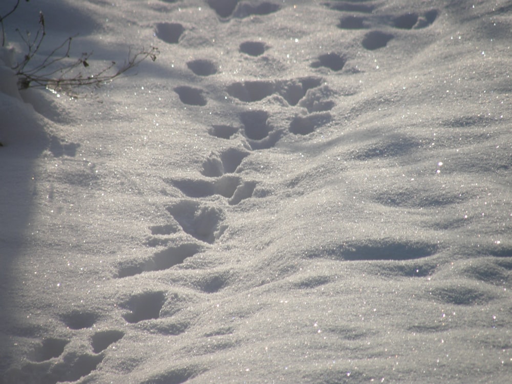 Un rastro de huellas en la nieve