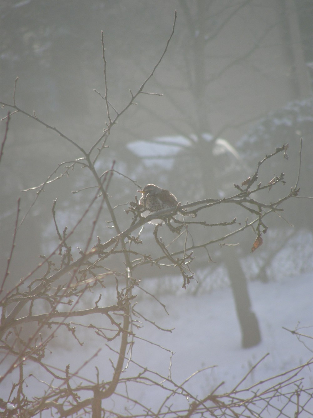 a bird sitting on a tree branch in the snow