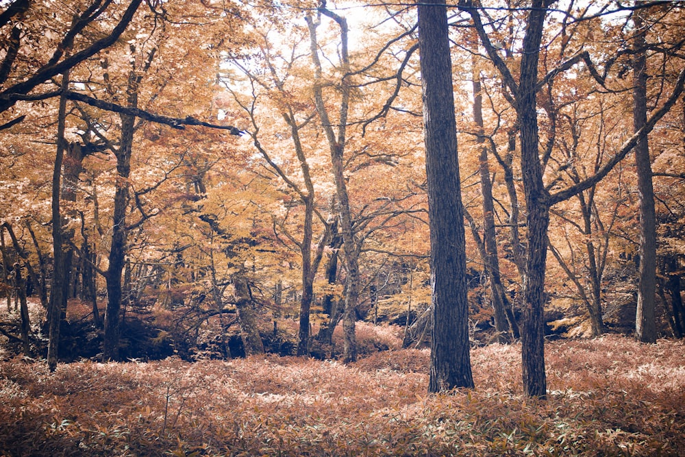 a forest filled with lots of tall trees