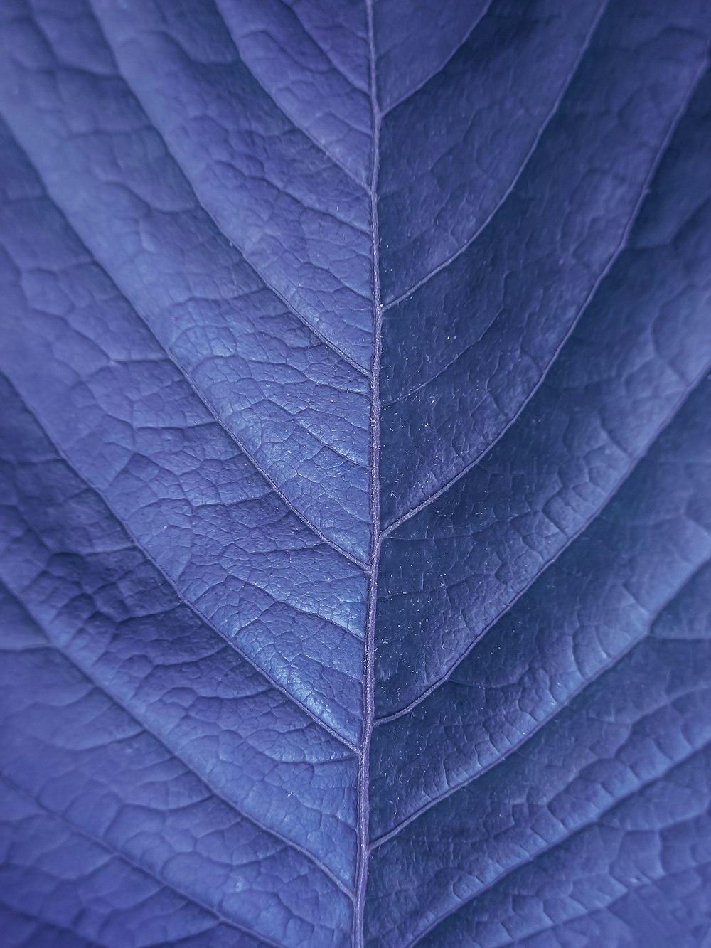 a close up view of a purple leaf