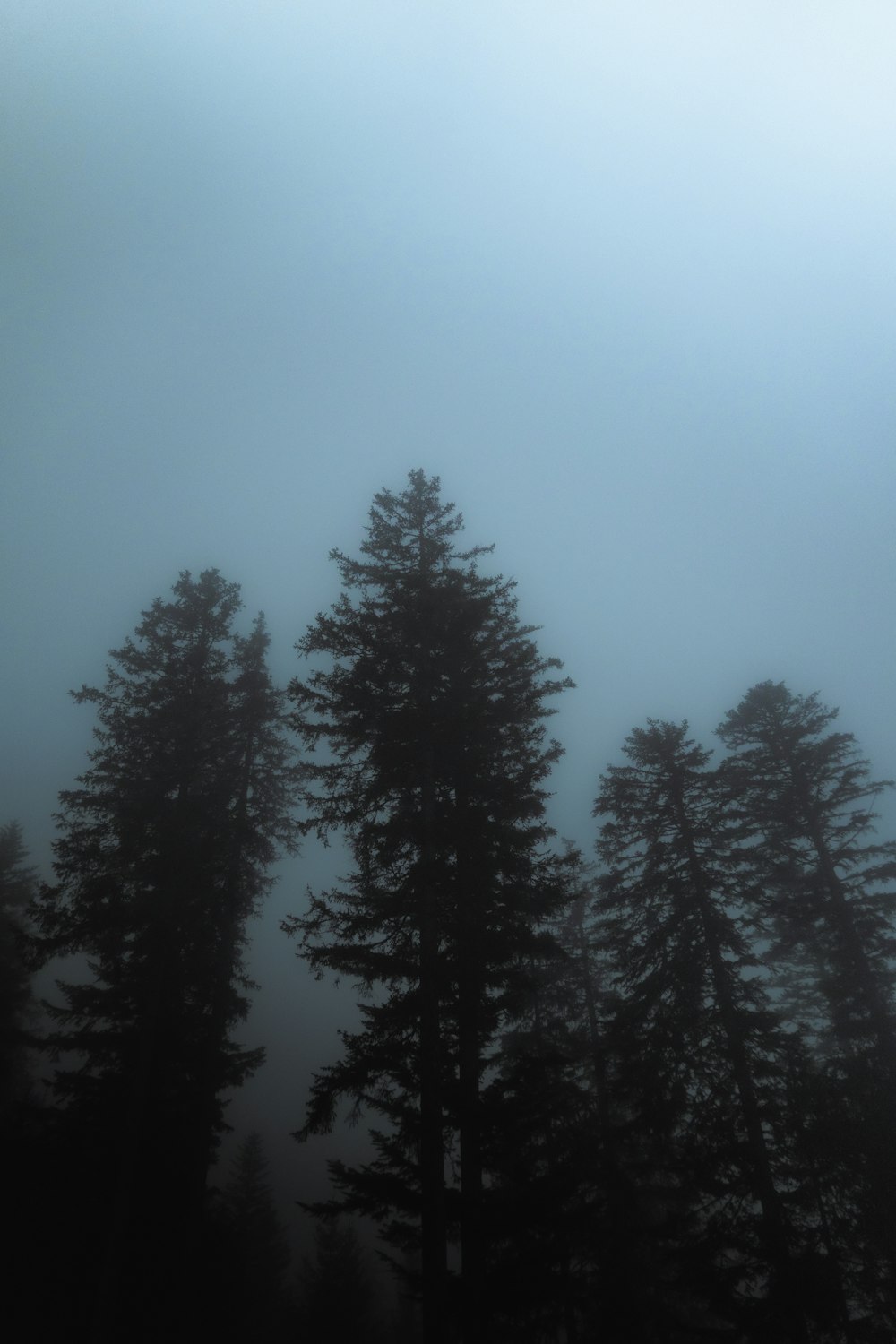 a group of trees in the fog on a cloudy day