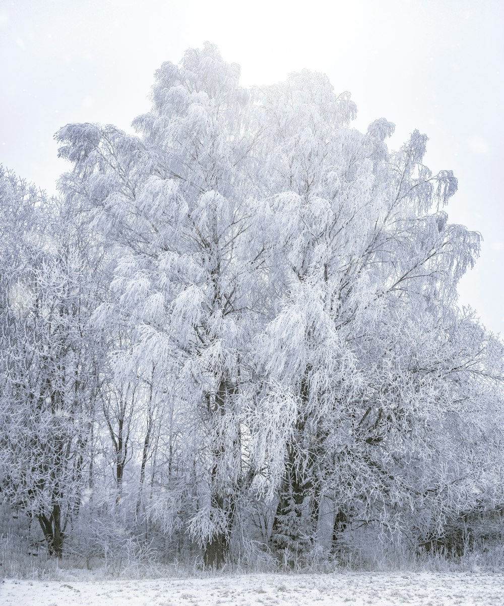 uma grande árvore coberta de neve ao lado de uma floresta