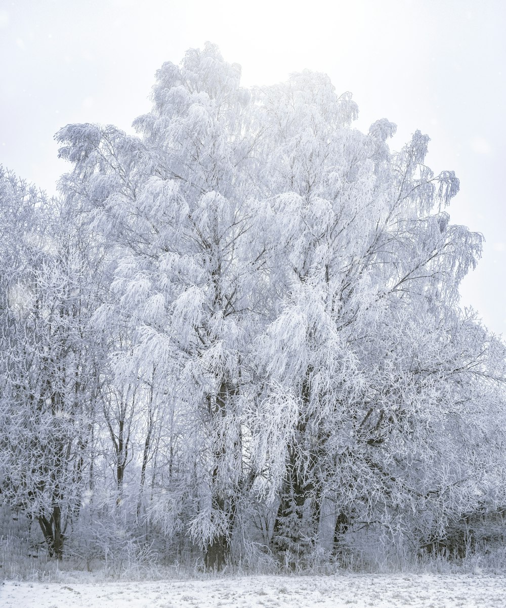 Un gran árbol cubierto de nieve junto a un bosque