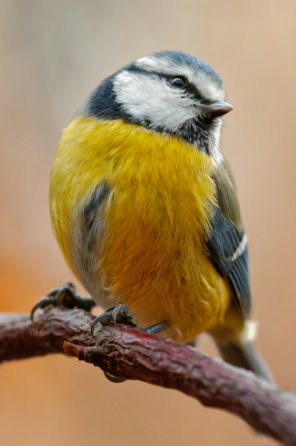 나뭇가지에 앉아 있는 작은 노란색과 검은색 새