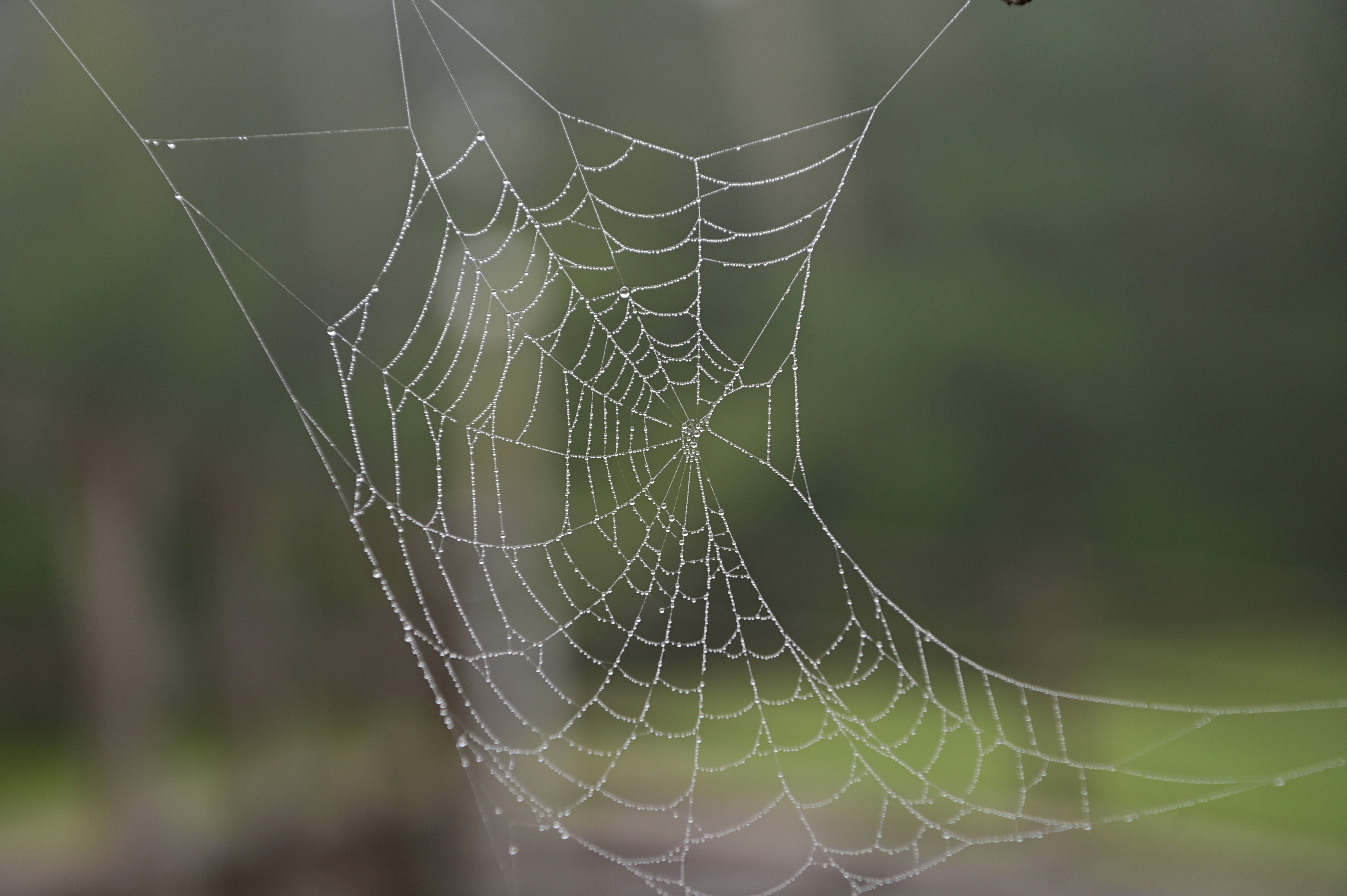 Foto Una telaraña con gotas de agua – Imagen Telaraña gratis en Unsplash