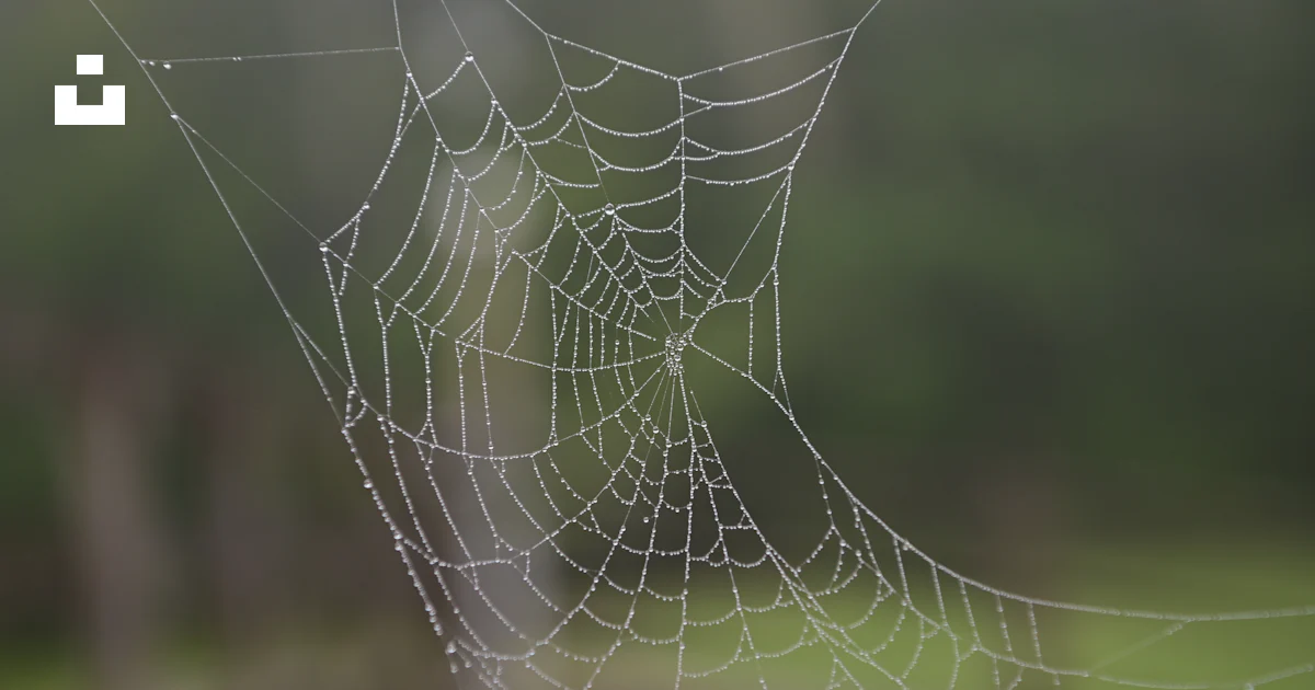 Foto Una telaraña con gotas de agua – Imagen Telaraña gratis en Unsplash