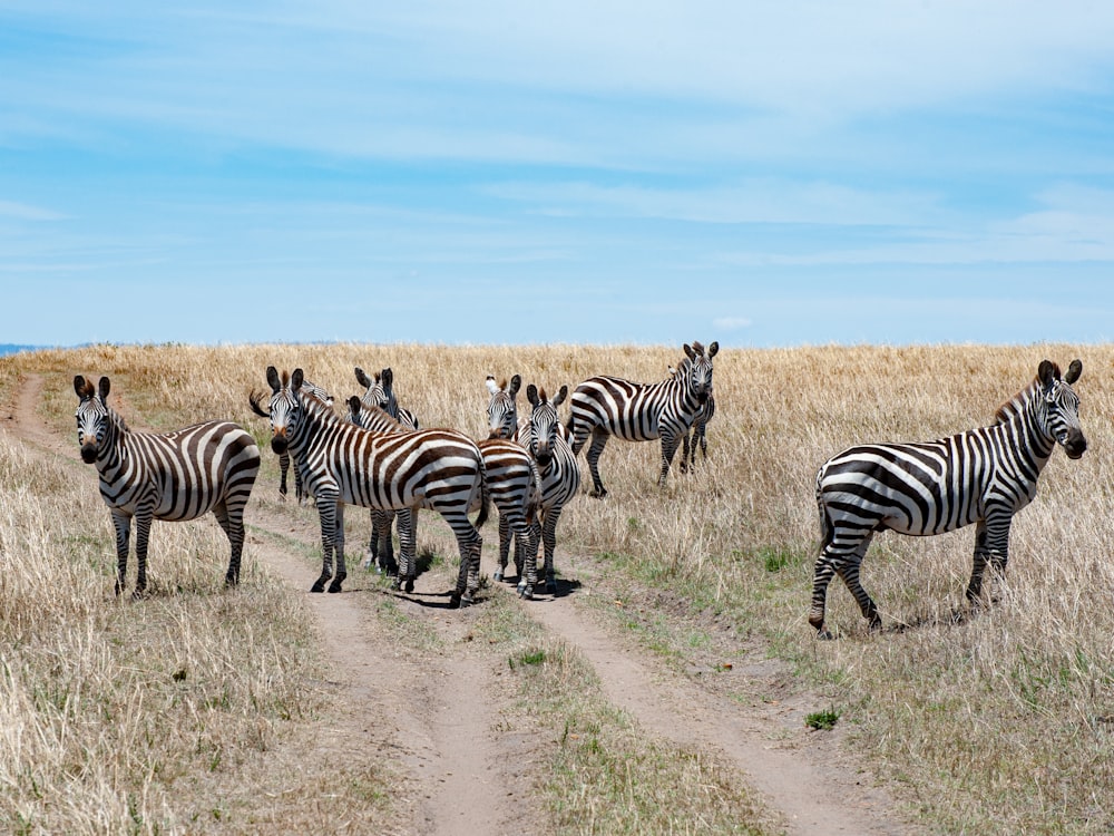 a herd of zebra standing on top of a dry grass field