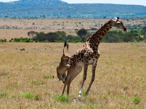 A lioness is attempting to hunt a giraffe on the open savannah. The giraffe is in motion, seemingly trying to evade the attack by kicking its leg. The terrain is flat and dry, with scattered vegetation and distant hills under a clear blue sky.