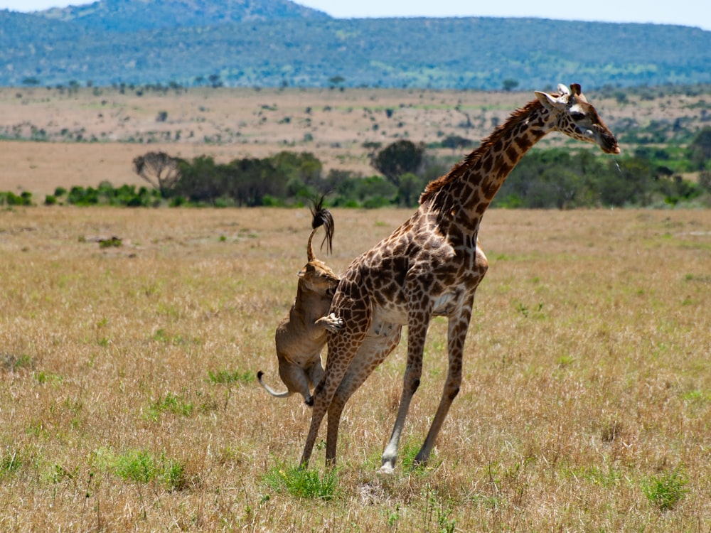 a giraffe standing on its hind legs in a field