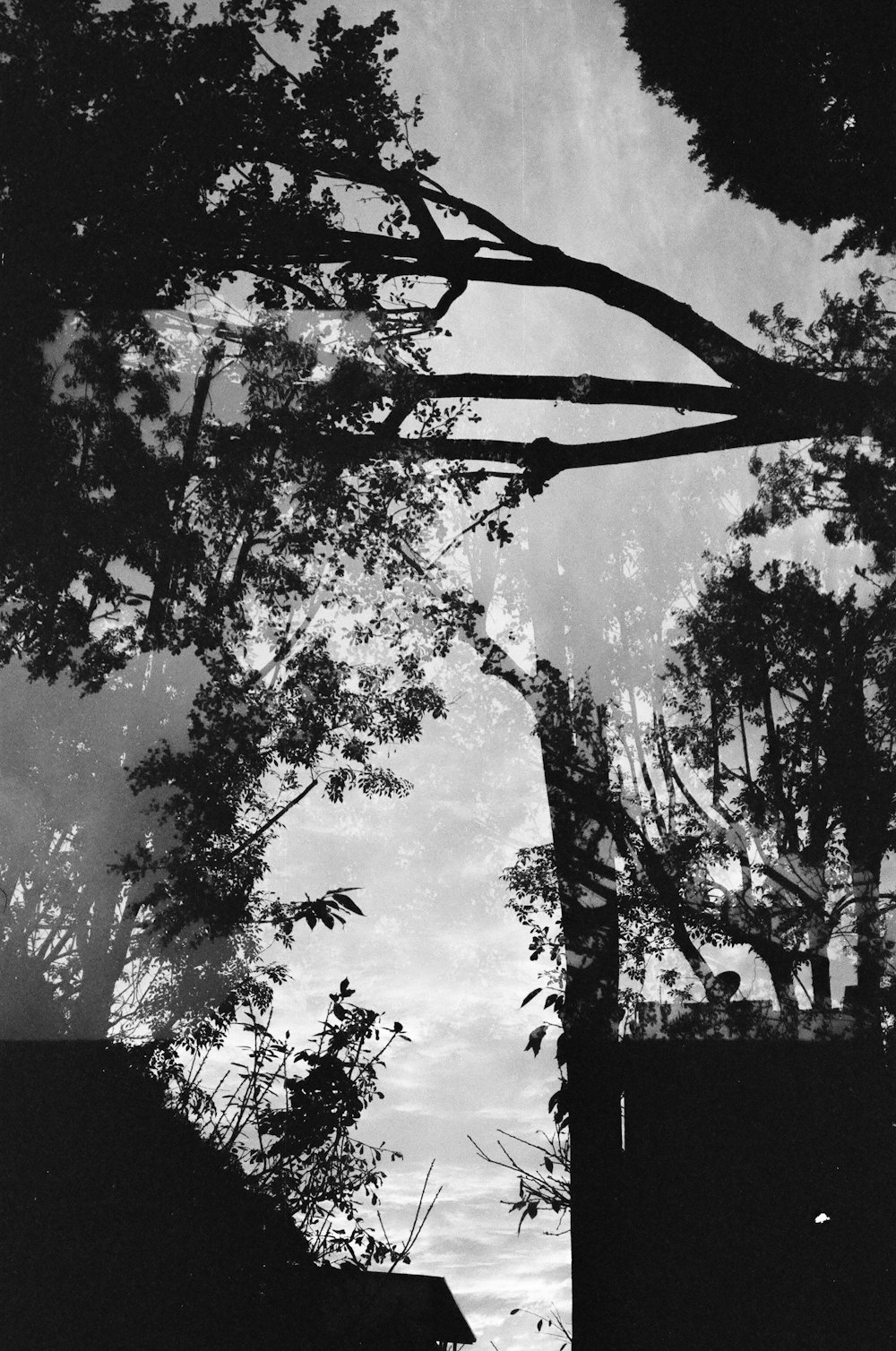a black and white photo of a house and trees