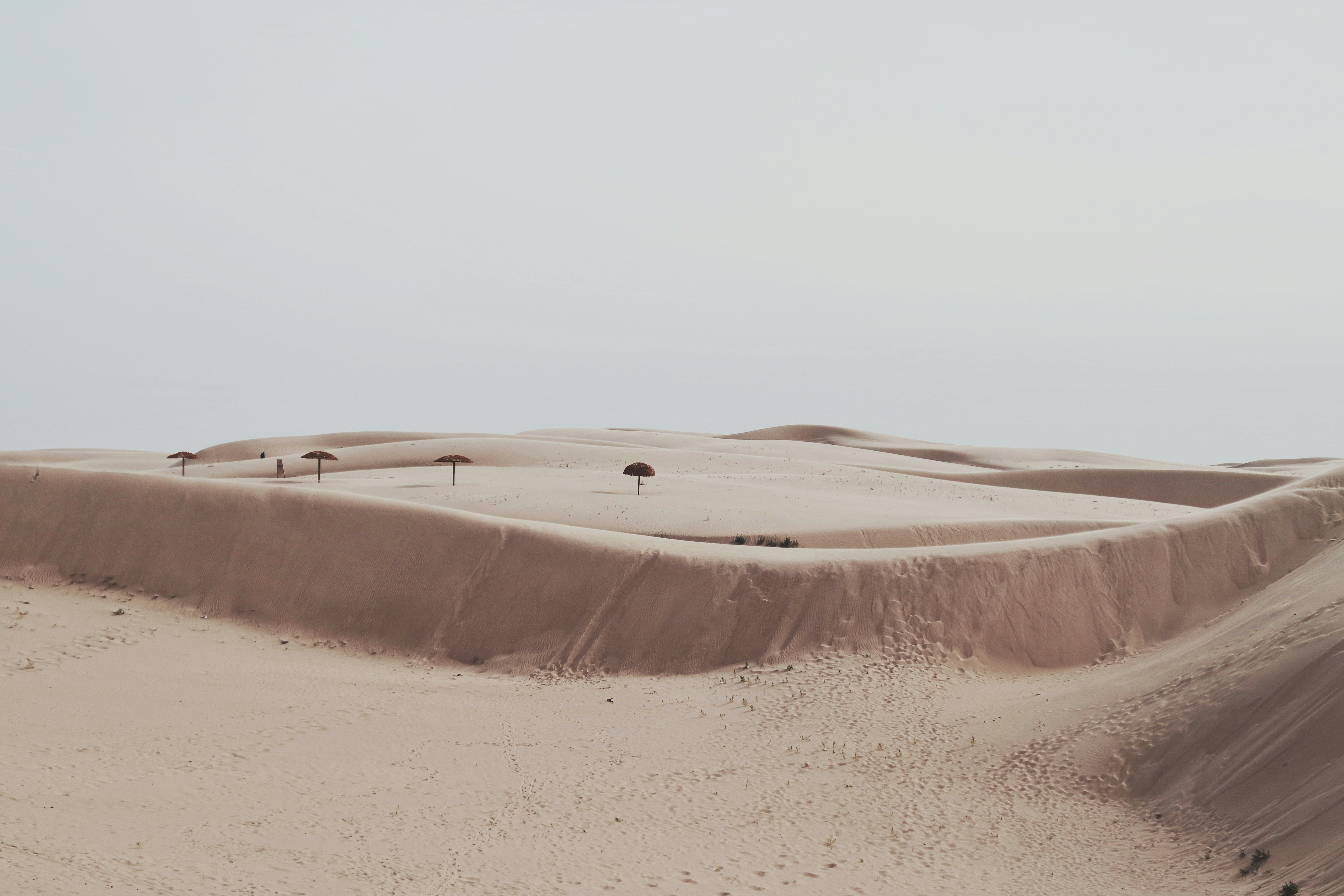 a group of trees in the middle of a desert